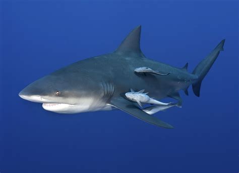 Bull shark | Size, Habitat, & Facts | Britannica