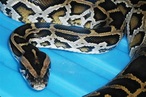 The Burmese Python is a potential invasive species in the Philippines ...