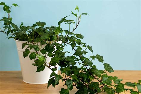 English Ivy Houseplants: How to Care For Hedera Helix Indoors