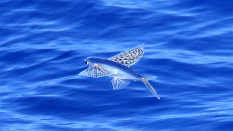 Fun Facts About Flying Fish - Unique Fish Photo