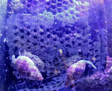 Nassarius snail eggs? | Reef2Reef