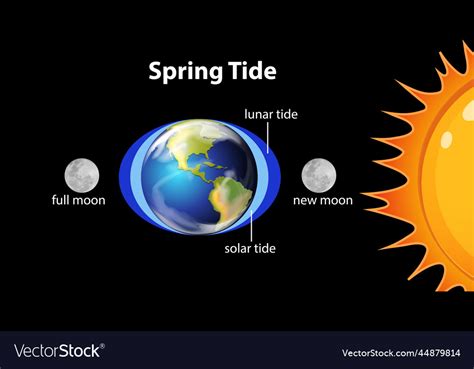 Diagram showing spring tides Royalty Free Vector Image