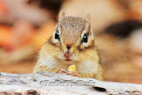 Items similar to Eastern Chipmunk | Funny Animal Photography | Close Up ...