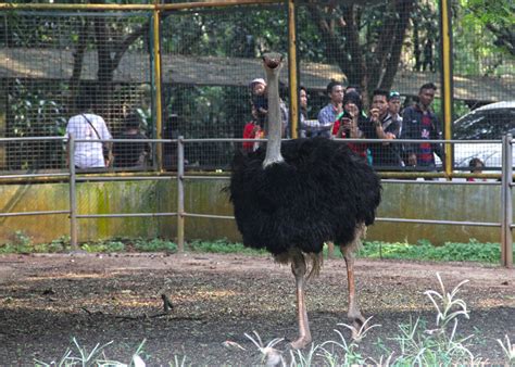 Ada Apa di Kebun Binatang Ragunan, Kini?