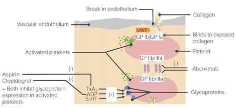 Aspirin Mechanism Of Action