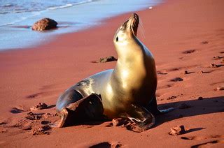 Sea Lion, Galápagos Islands | Paul Krawczuk | Flickr