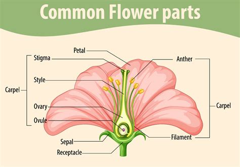 Diagram showing common flower parts 7252453 Vector Art at Vecteezy