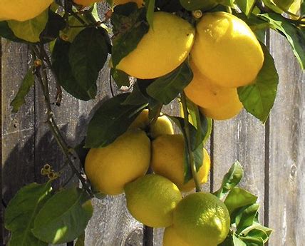 Organic Lemons - 300g Eureka - Farm Fresh Organics