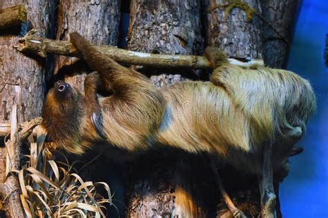 Sloth Animal Sleeping on a Tree Trunk Stock Photo - Image of hanging, sleep: 144477578