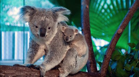 With a baby joey, Riverbanks Zoo continues to see success in koala breeding program | Carolina ...