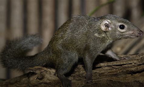 Northern tree shrew | Smithsonian's National Zoo and Conservation Biology Institute