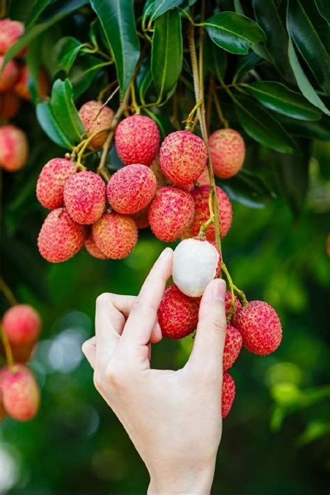 Lychee vs Rambutan | Difference Between Rambutan and Lychee | Balcony