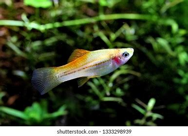 627 Live Bearing Aquarium Fish Images, Stock Photos & Vectors | Shutterstock