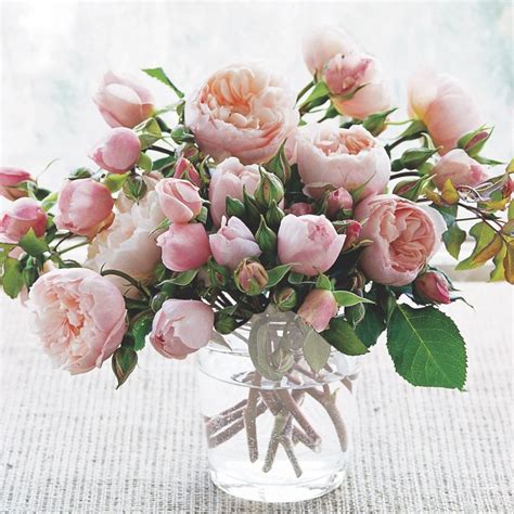 Growing English Garden Roses - Flower Magazine