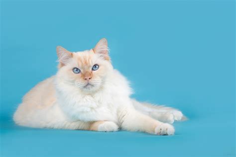 Ragdoll Cat Personality: 12 Characteristics That Make Them Even Cuter I Discerning Cat