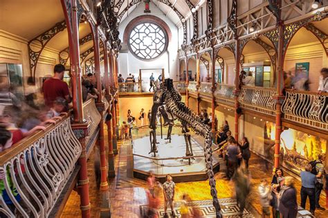 Dippy: He came, you visited, we conquered! - Dorset Museum & Art Gallery