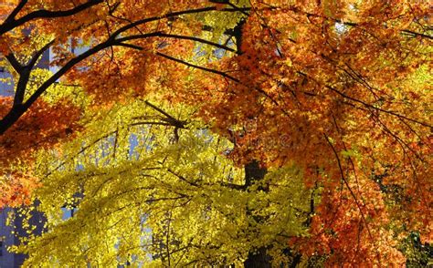 Autumn Scenery in Tokyo, Japan Stock Image - Image of nature, fall: 104397129