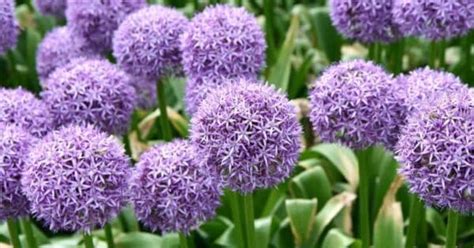 What Is A Giant Allium? Do Giant Alliums Spread?