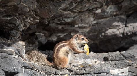 Do Chipmunks Hibernate In The Winter?