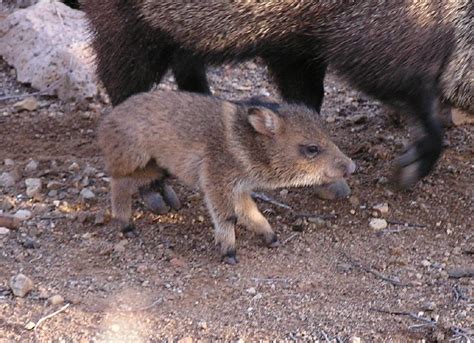 javelina facts | Tj's Garden