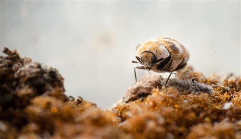 Carpet Beetle Traps: What Are They and How Do They Work?