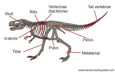 Dinosaur Skeletons and Bones