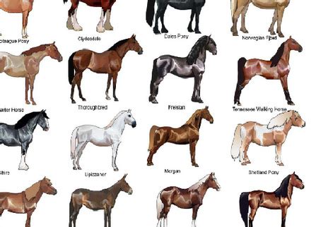 Horse Breeds