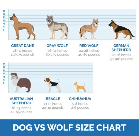 How Much Is A Wolf Dog