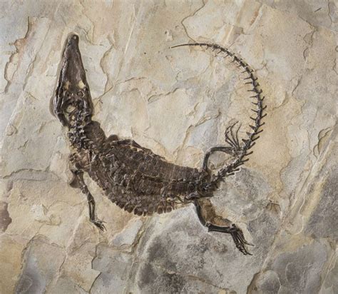 8 best Fossils images on Pinterest