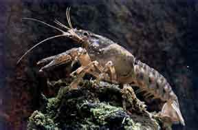 White Clawed Cray Fish Ecological Surveys For Development