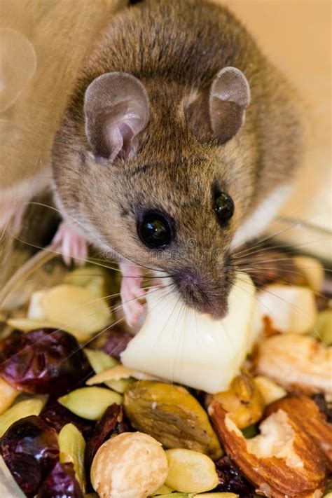 A House Mouse with a Mouthful of Cheese. Stock Image - Image of grocery, cute: 124074909