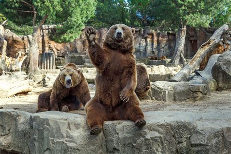 Oh, Hello Bear! Friendly Grizzly Waves to the Camera. Picture | Amazing animals from around the ...