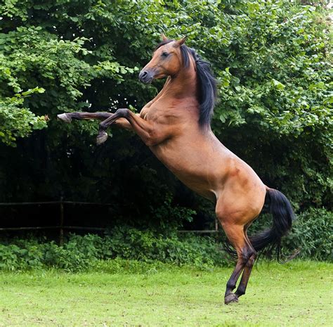 11 Best Horse Breeds for Jumping - Peturity