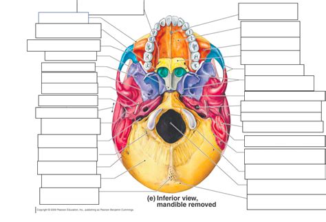 ImageQuiz: Inferior skull quiz