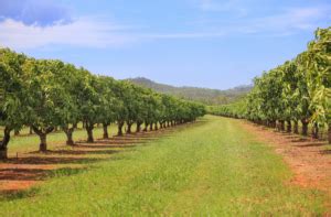 Planning and Planting a Mango Orchard - Wikifarmer