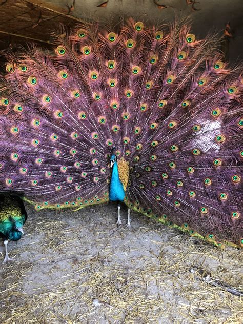 Showing off his beautiful colors : r/peacocks