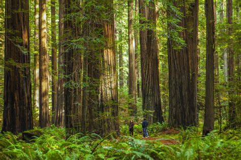 Forest Ecosystem and Biodiversity Definitions