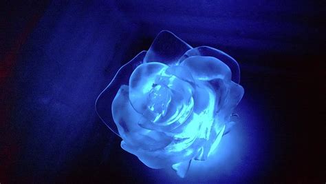 Ice Blue Rose Photograph by Di Designs - Pixels