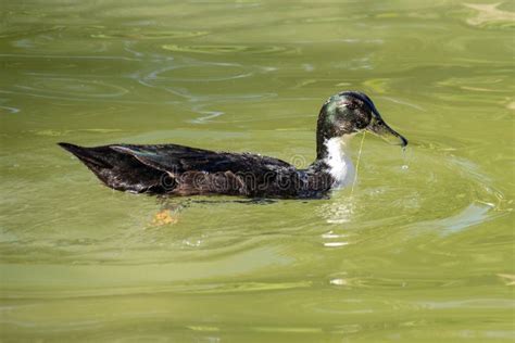 Hybrid manky mallard duck stock image. Image of anas - 140925471