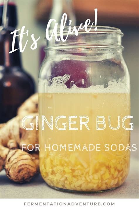 Ginger Bug for Homemade Sodas - It's Alive! | Homemade soda, Ginger bug, Homemade ginger ale