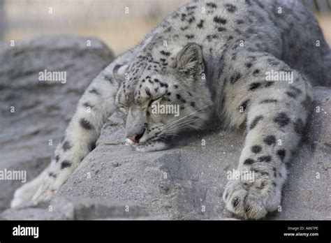 SNOW LEOPARD SLEEPING ON ROCK Stock Photo - Alamy