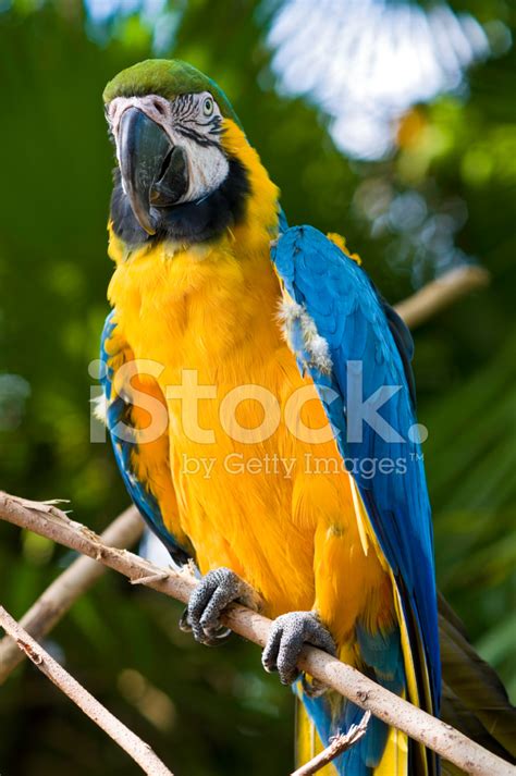 Blue Gold Macaw In Natural Habitat Stock Photo | Royalty-Free | FreeImages