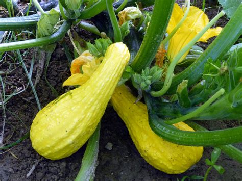 Yellow Crookneck Summer Squash