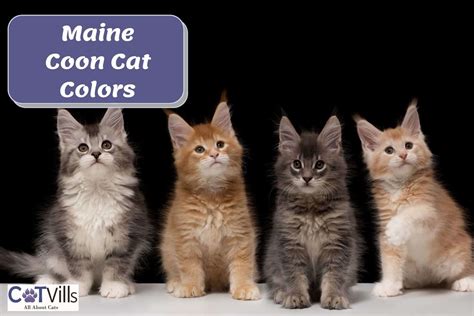 12 Stunning Maine Coon Colors and Patterns (With Pictures)