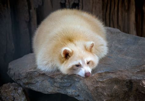 21 Stunningly Rare Albino Animals