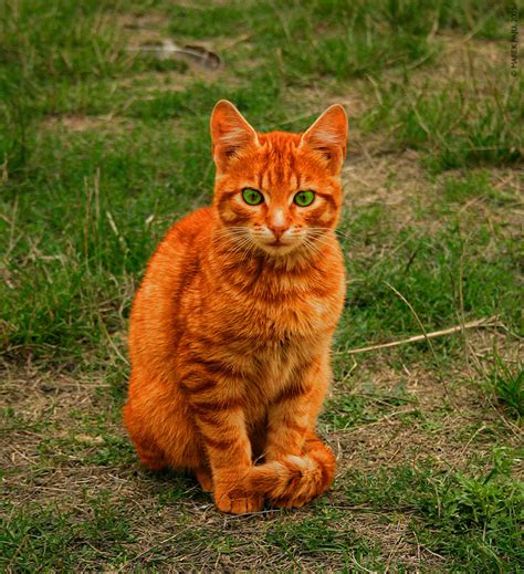 Firestar - Ultimate Warrior Cats Wiki