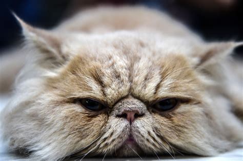 What Breed Is Grumpy Cat