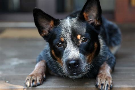 mini blue heeler breeders near me - Jestine Howland