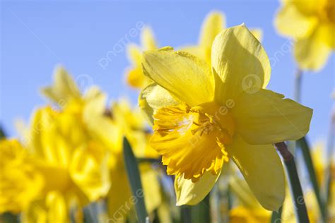 Yellow Daffodil Flowers Blue Flower Daffodils Photo Background And Picture For Free Download ...