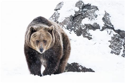 Grizzly Bear Approaching In Snow by Wanderluster